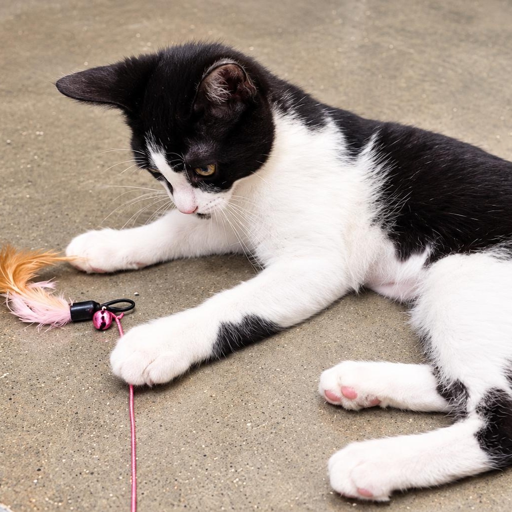 Enlarge Sophia, a Adoptable Domestic Short Hair in Rossville, TN image 3/6