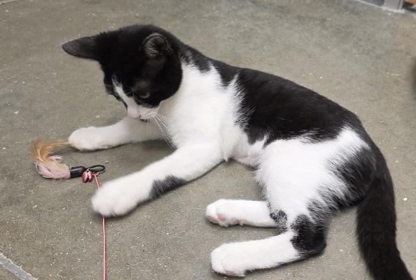 Enlarge Sophia, a Adoptable Domestic Short Hair in Rossville, TN image 3/6