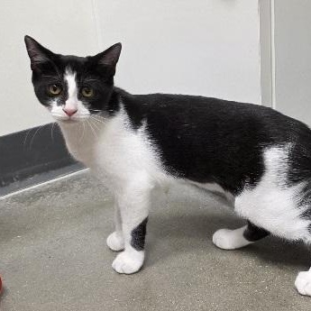 Enlarge Sophia, a Adoptable Domestic Short Hair in Rossville, TN image 2/6