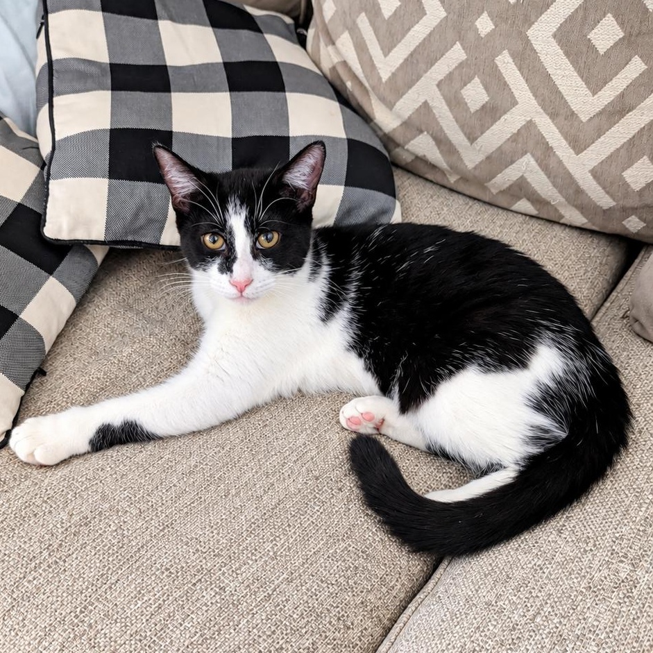 Sophia, Adoptable, Kitten Female Domestic Short Hair.