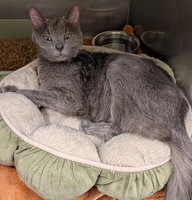 Enlarge SWITCHBACK, a Adoptable Russian Blue in Lees Summit, MO image 1/1