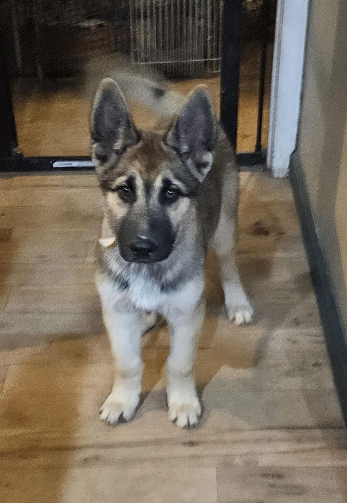 Enlarge snack puppy Queso, a Adopted German Shepherd Dog in Lakewood, CO image 1/1