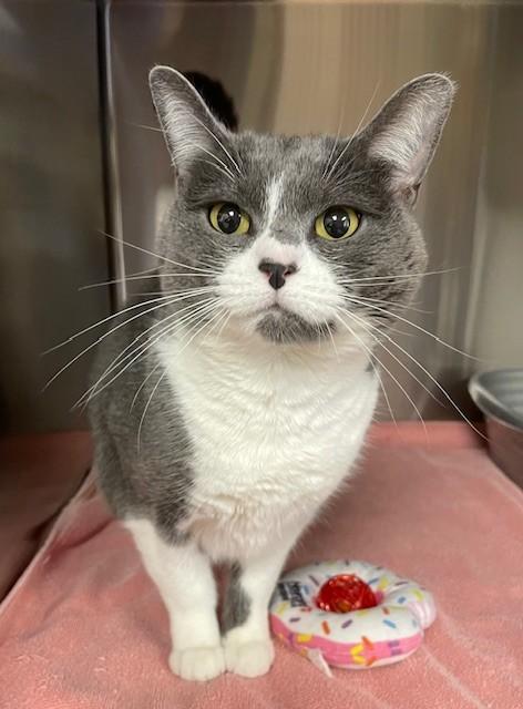 Enlarge Willow, a ADOPTABLE Domestic Short Hair in Prudenville, MI image 1/1