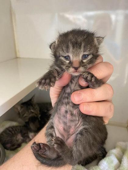 Catrick Swazye, Adoptable, Kitten Male Domestic Short Hair & Domestic Short Hair.