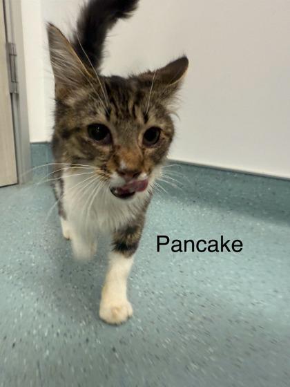 Pancake, a Adoptable Domestic Short Hair image 1/3