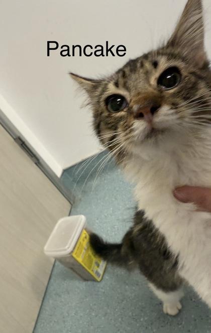 Pancake, a Adoptable Domestic Short Hair image 2/3