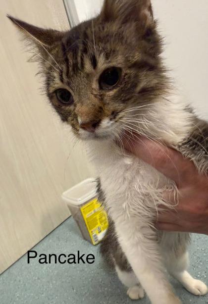 Pancake, a Adoptable Domestic Short Hair image 3/3