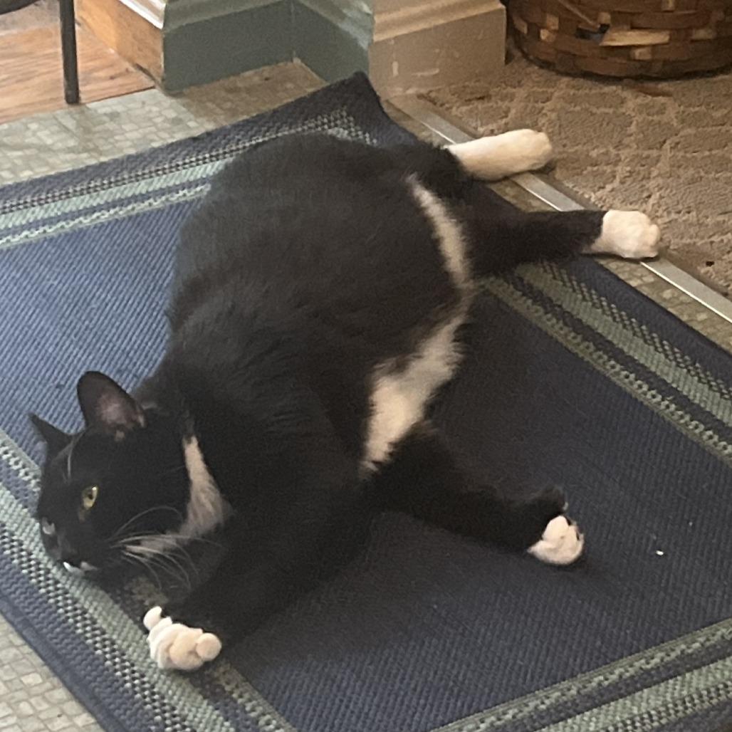 Tacoma *Avail by appt*, Adoptable, Adult Male Domestic Short Hair.