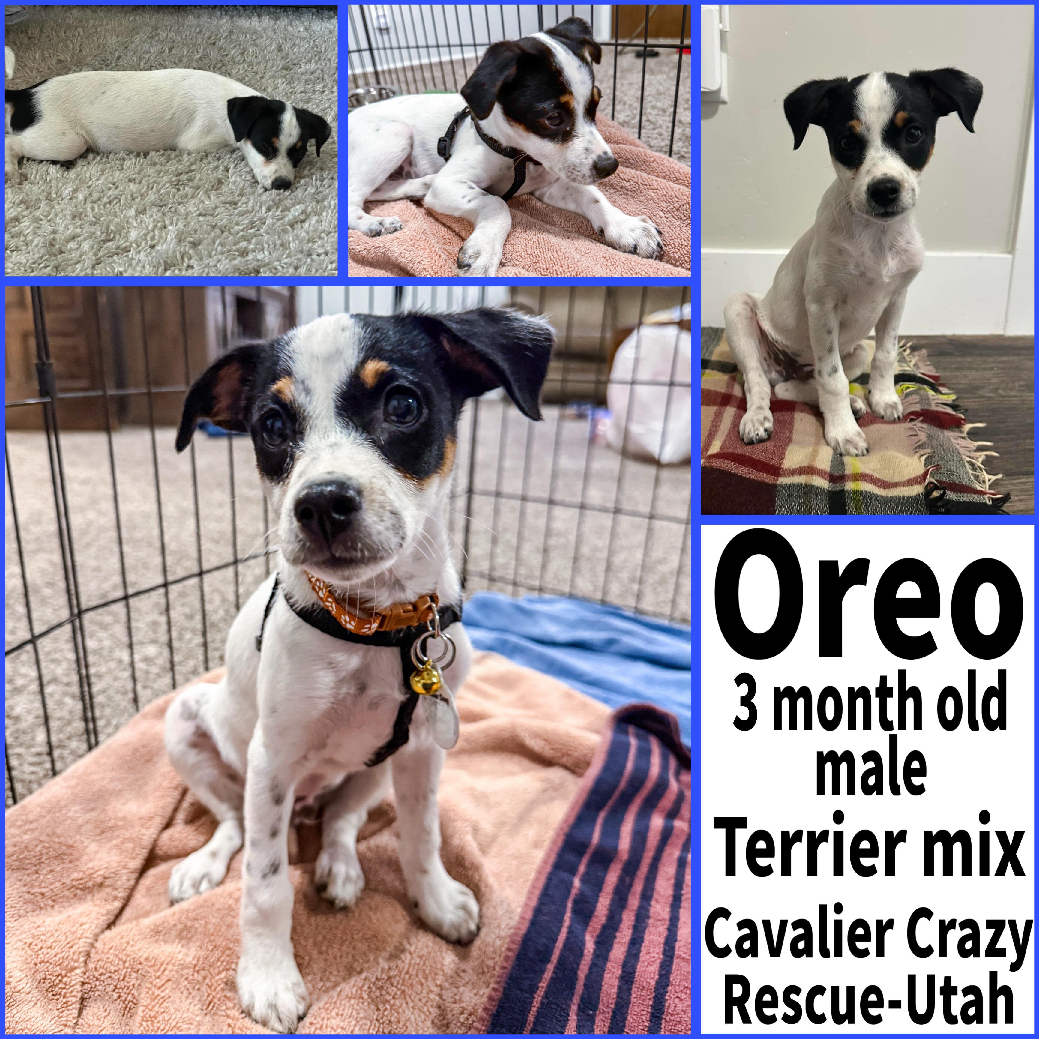 Enlarge Oreo, a ADOPTABLE mixed breed in Midvale, UT image 1/1