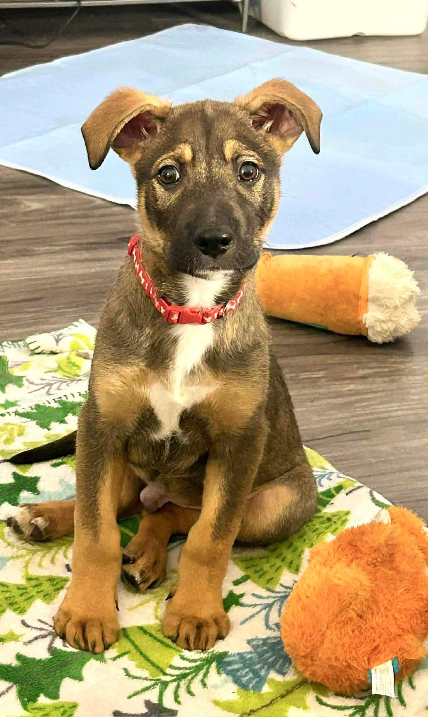 Fritz, Adoptable, Young Male German Shepherd Dog.