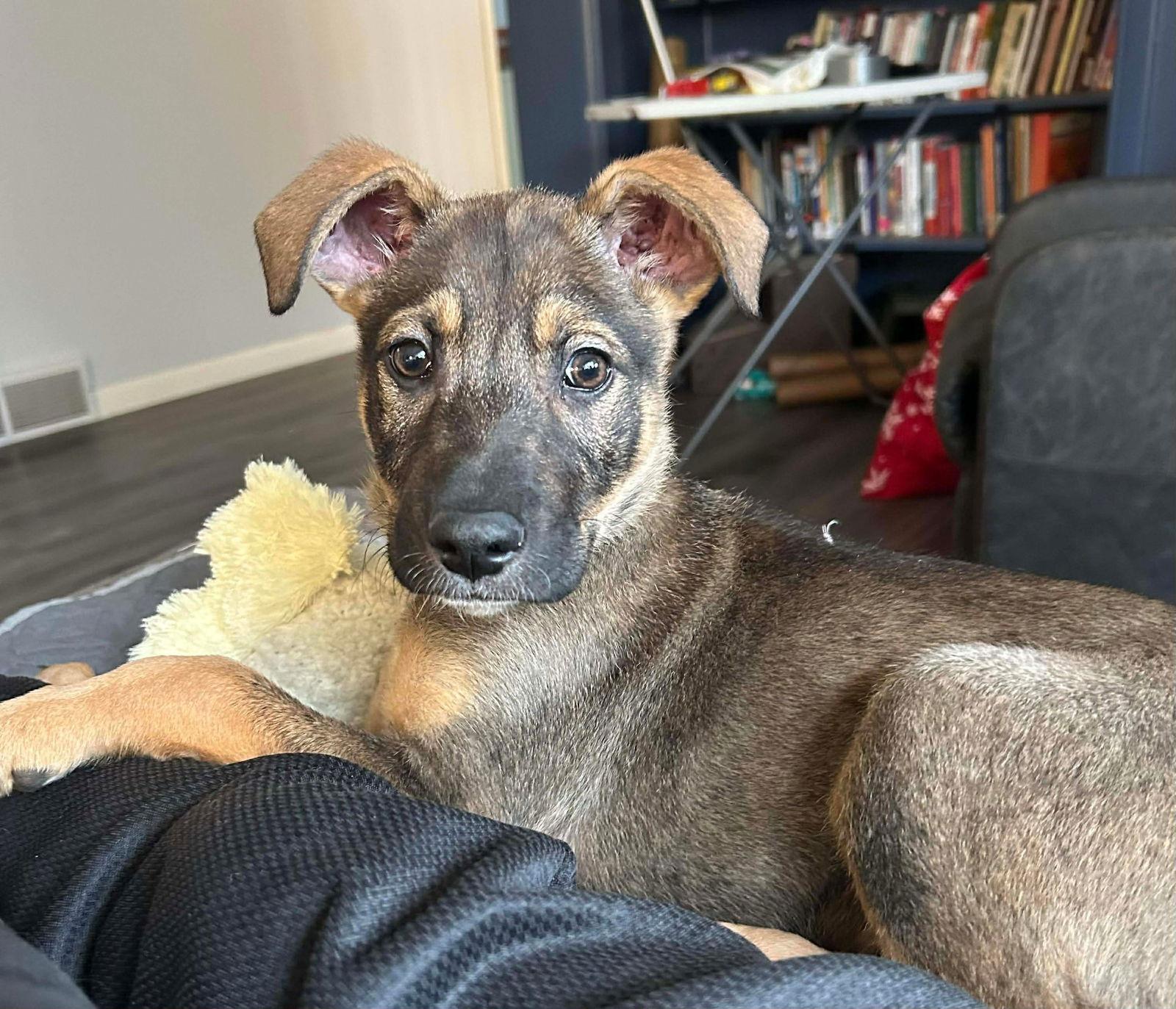 Fritz, a Adoptable German Shepherd Dog in Elgin, IL image 2/3