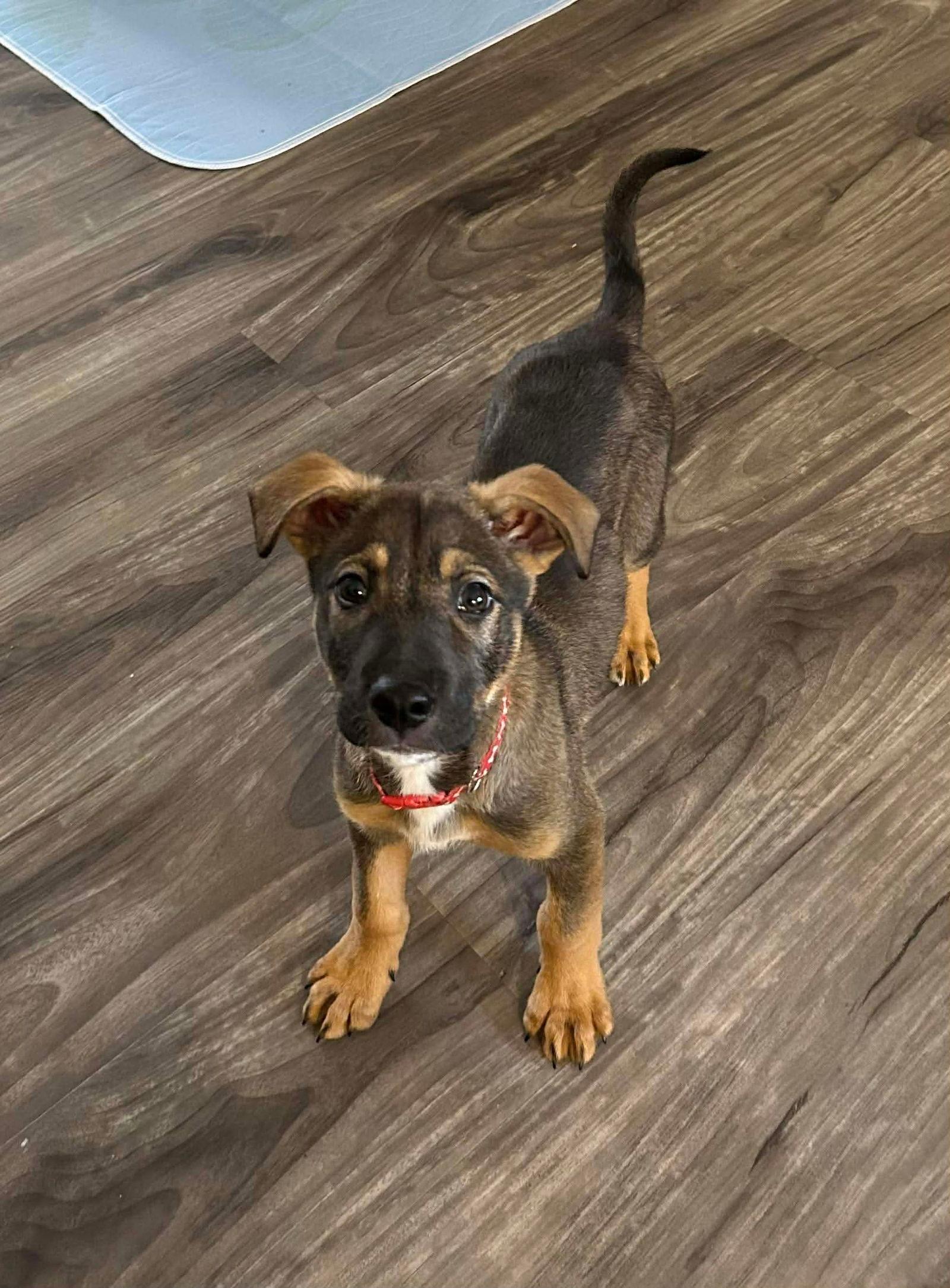 Fritz, a Adoptable German Shepherd Dog in Elgin, IL image 3/3