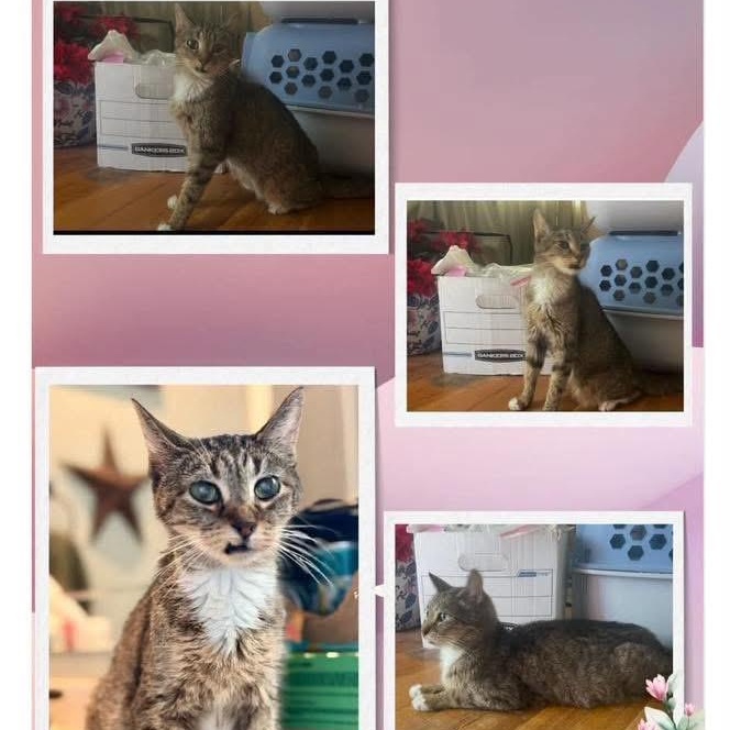Mildred aka Millie, Adoptable, Senior Female Domestic Short Hair.