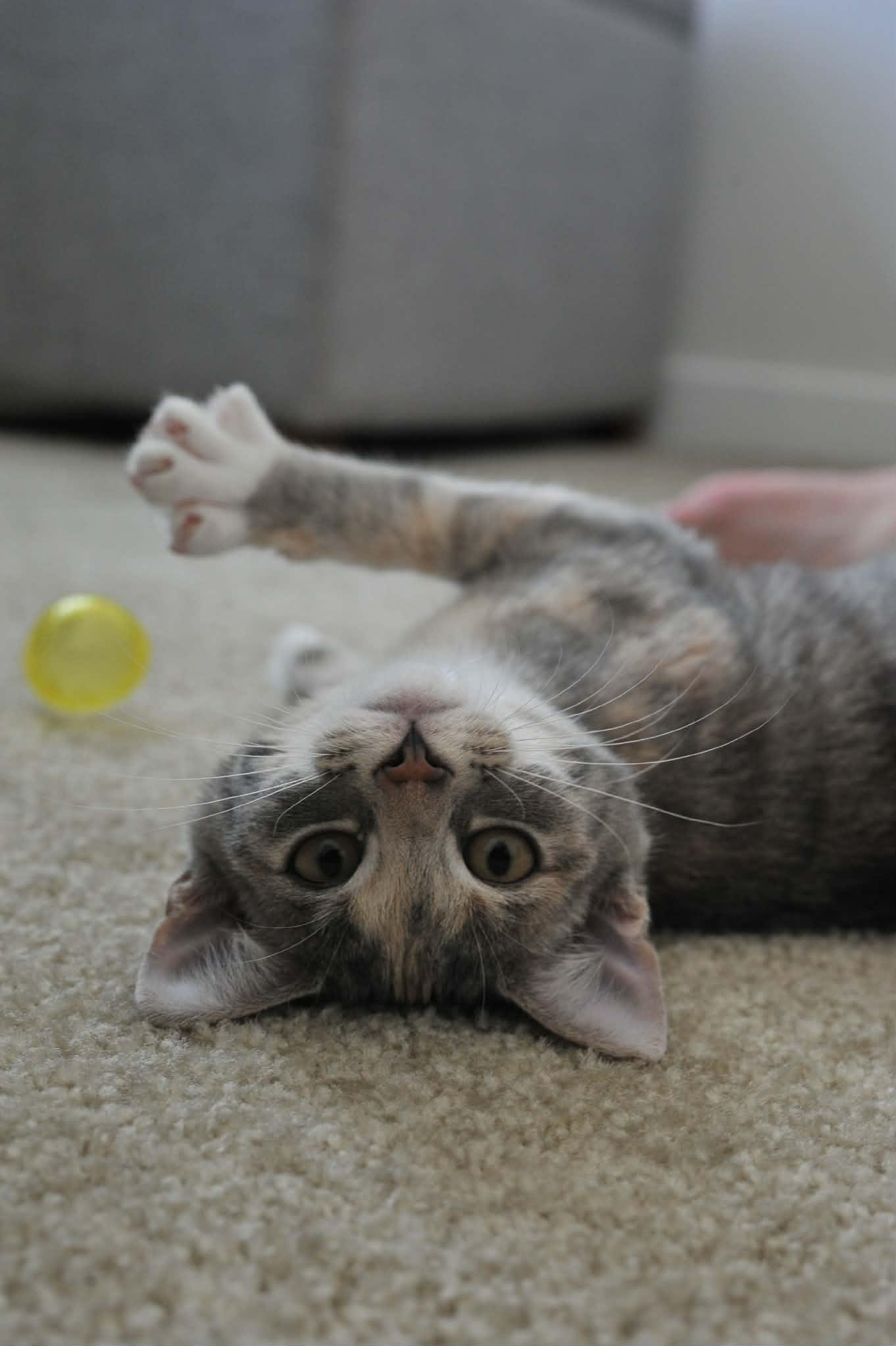 Celeste (bonded with Luna), a Adoptable Domestic Short Hair in Odenton, MD image 1/4