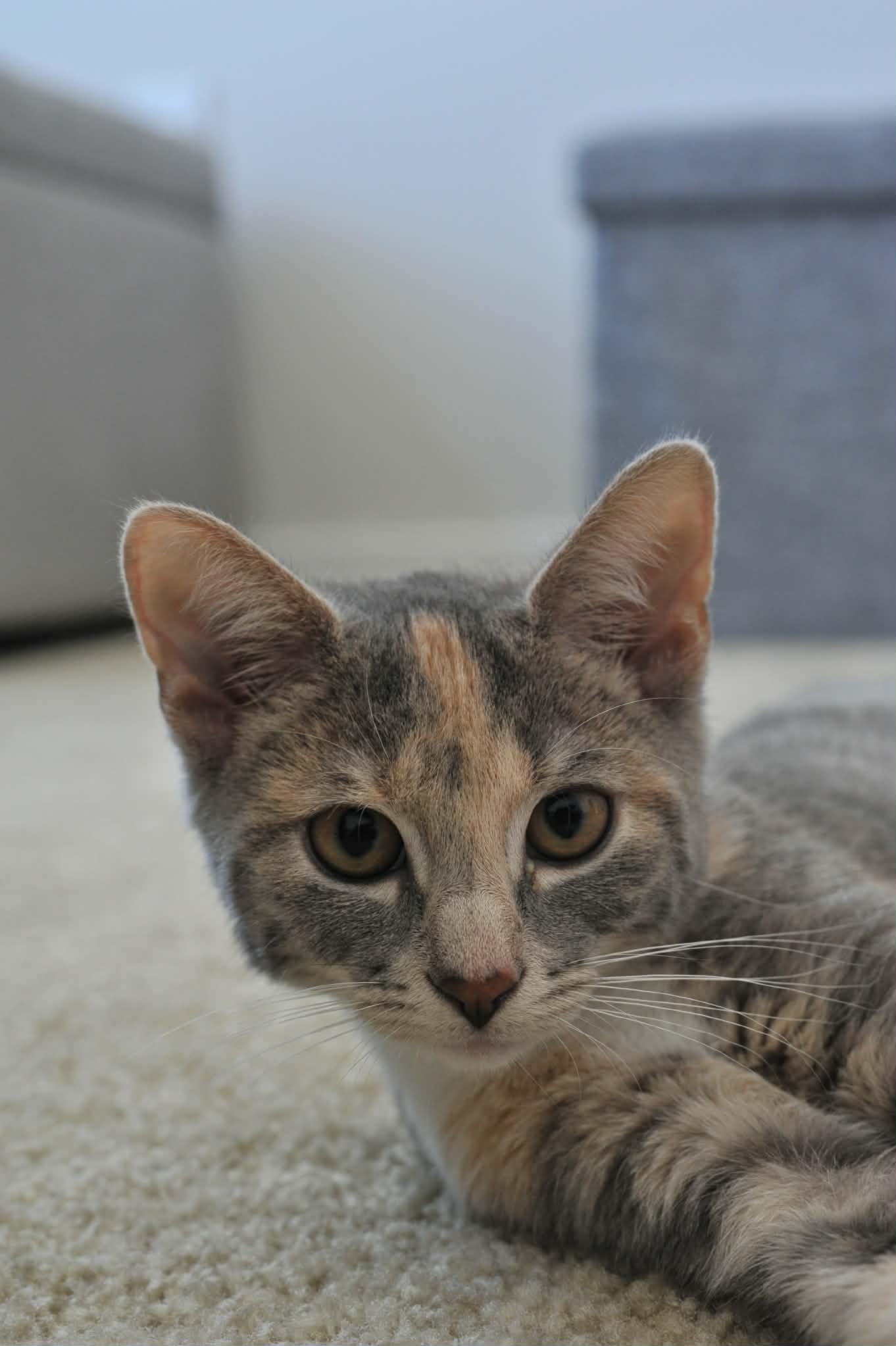 Celeste (bonded with Luna), a Adoptable Domestic Short Hair in Odenton, MD image 2/4