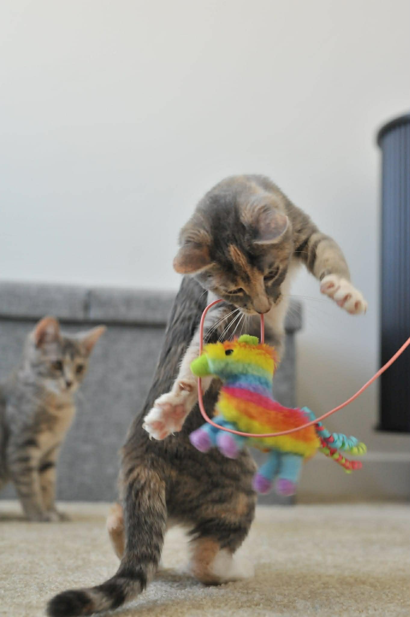 Celeste (bonded with Luna), a Adoptable Domestic Short Hair in Odenton, MD image 4/4