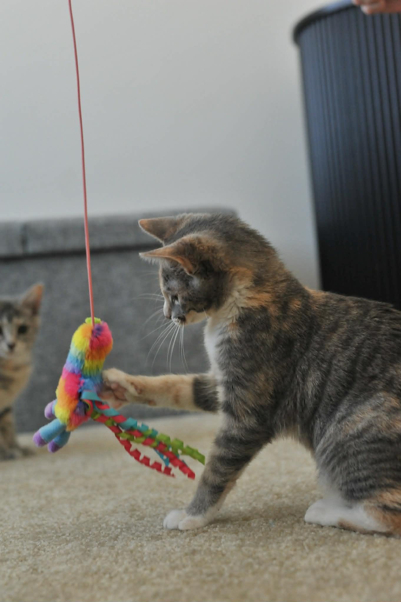 Celeste (bonded with Luna), a Adoptable Domestic Short Hair in Odenton, MD image 3/4