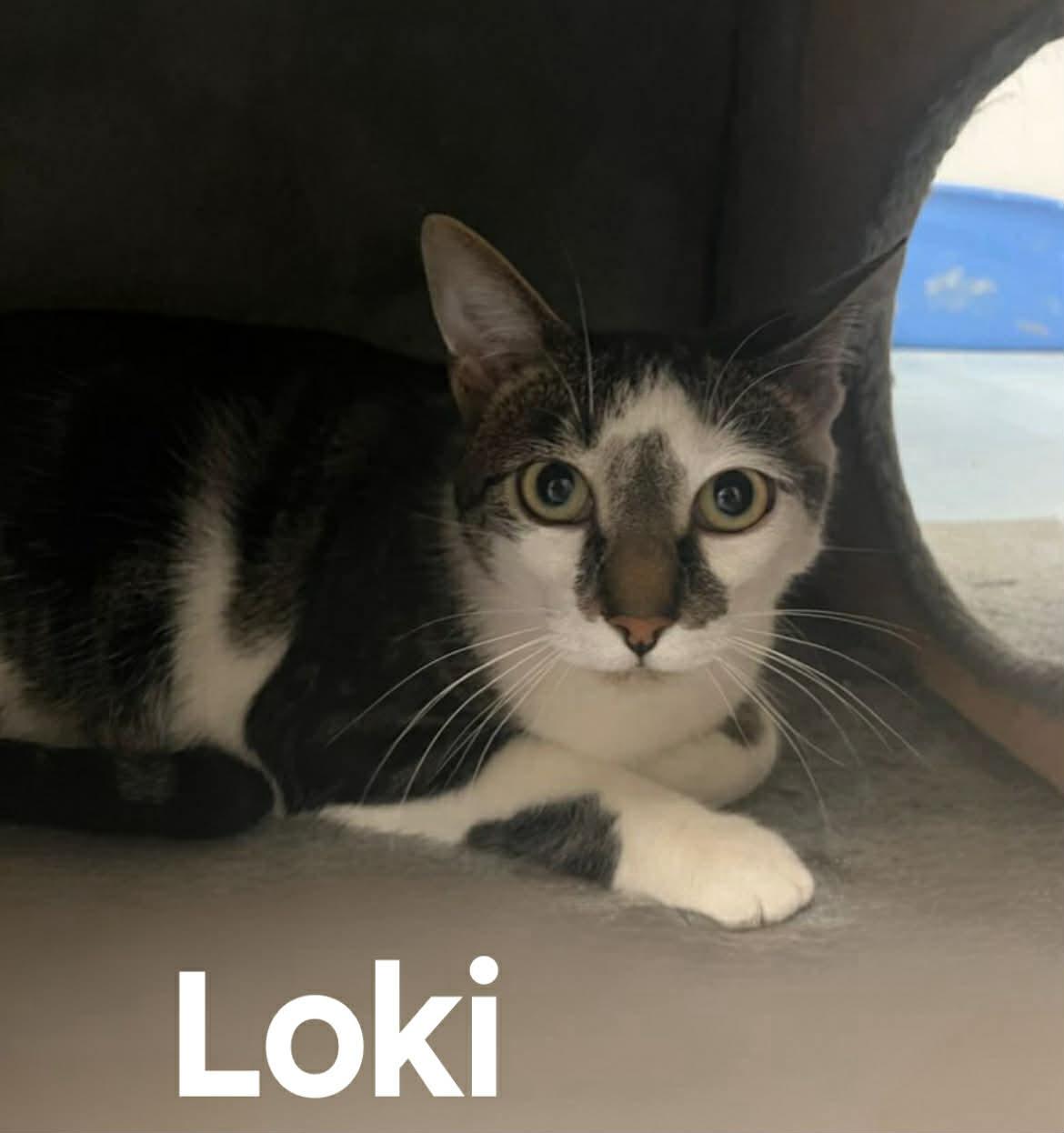Loki, ADOPTABLE, Young Male American Shorthair.