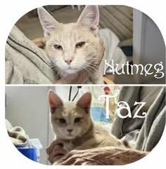 Taz and Nutmeg, Young Male Domestic Short Hair