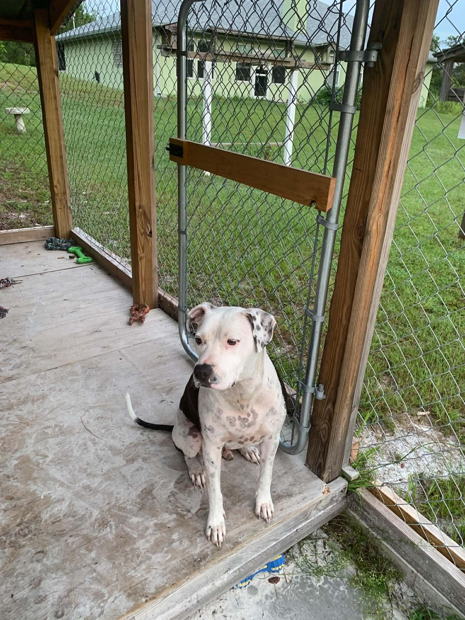 Enlarge Moo Moo, a ADOPTABLE mixed breed in New Smyrna Beach, FL image 4/4