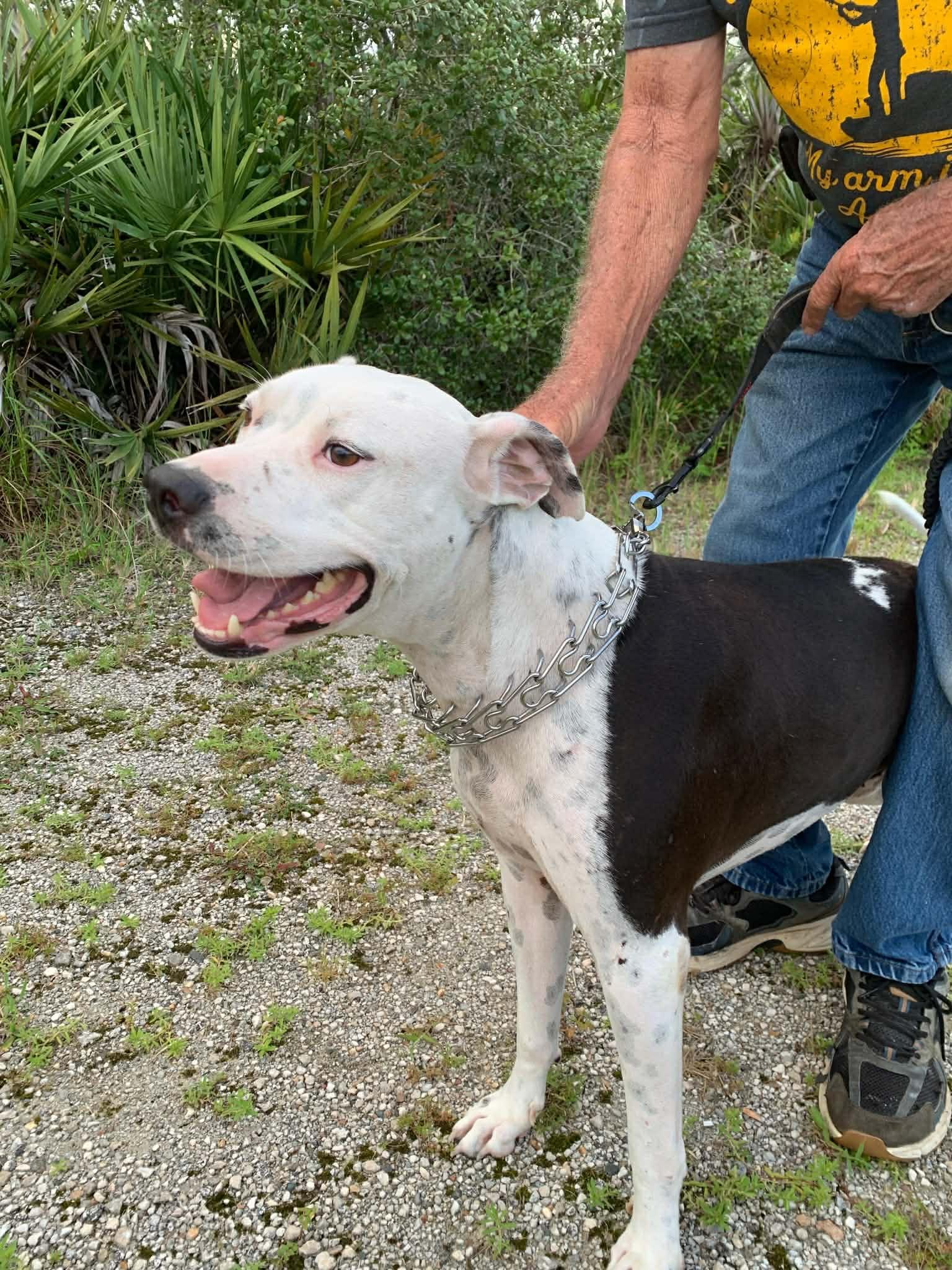 Enlarge Moo Moo, a ADOPTABLE mixed breed in New Smyrna Beach, FL image 3/4