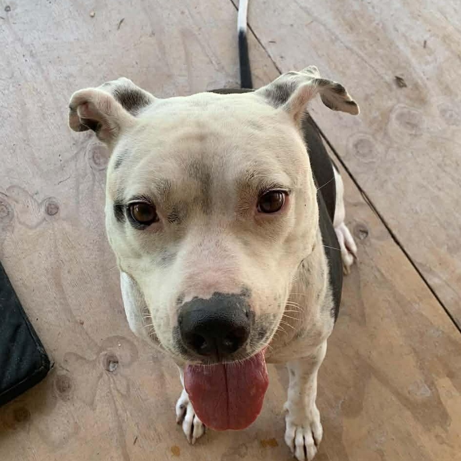 Moo Moo, ADOPTABLE, Adult Male Pit Bull Terrier.