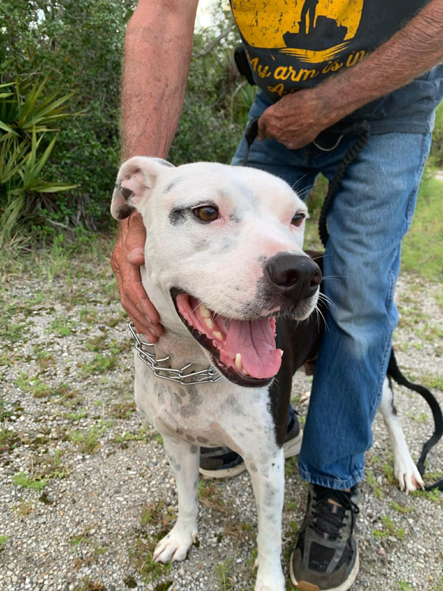 Enlarge Moo Moo, a ADOPTABLE mixed breed in New Smyrna Beach, FL image 2/4