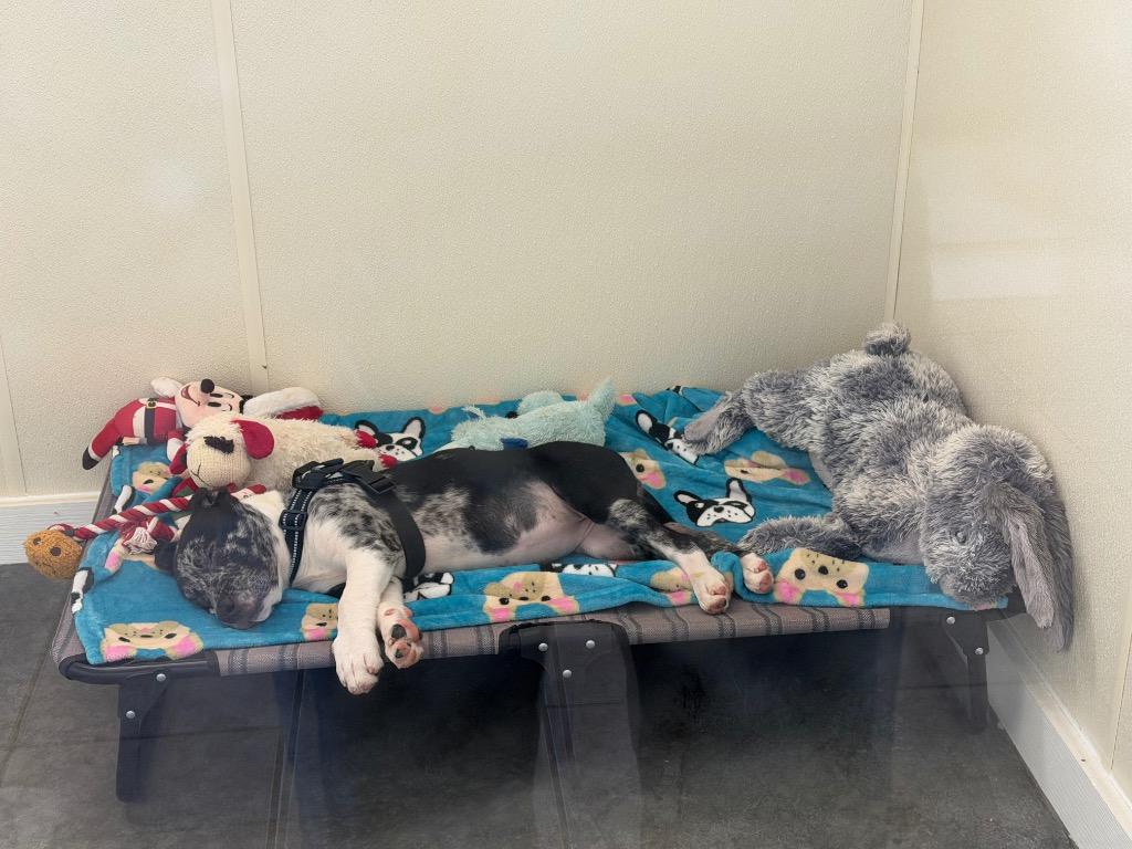 Jenny, Adopted, Puppy Female Catahoula Leopard Dog & Mixed Breed.