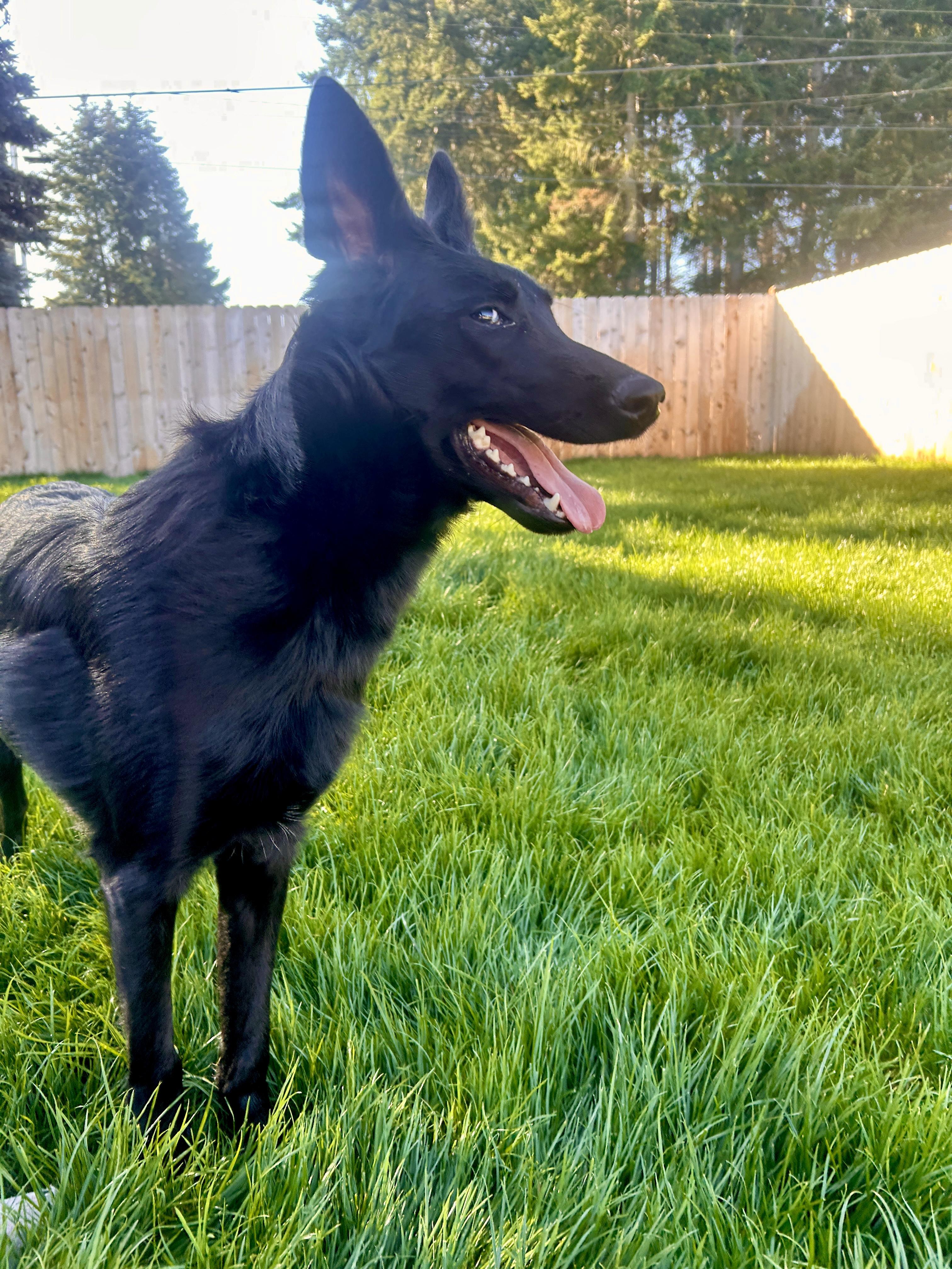 Enlarge Ursula, a Adoptable mixed breed in Port Angeles, WA image 3/4