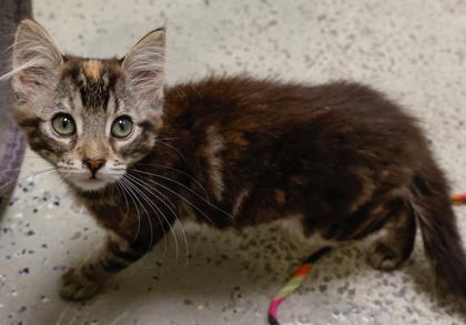 Penelope, Adoptable, Kitten Female Domestic Short Hair & Domestic Short Hair.