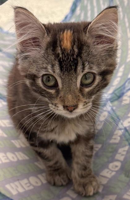 Enlarge Penelope, a Adoptable mixed breed in Baraboo, WI image 2/3
