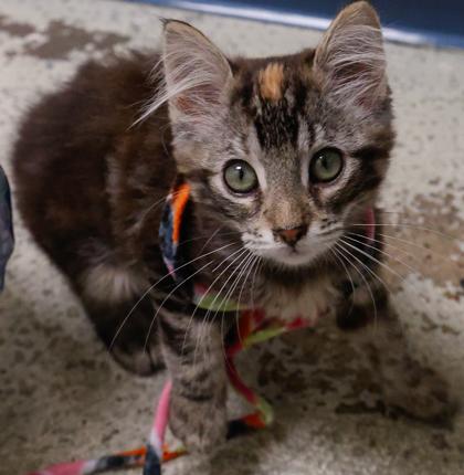 Enlarge Penelope, a Adoptable mixed breed in Baraboo, WI image 3/3