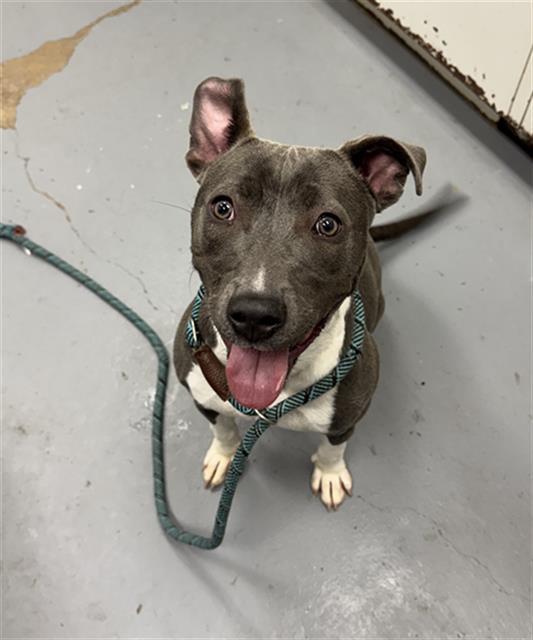TORPEDO, Adoptable, Young Female Pit Bull Terrier & Mixed Breed.
