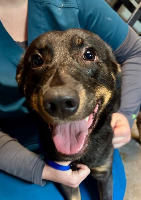 Enlarge Virginia, a Adoptable mixed breed in Princeton, IN image 1/2