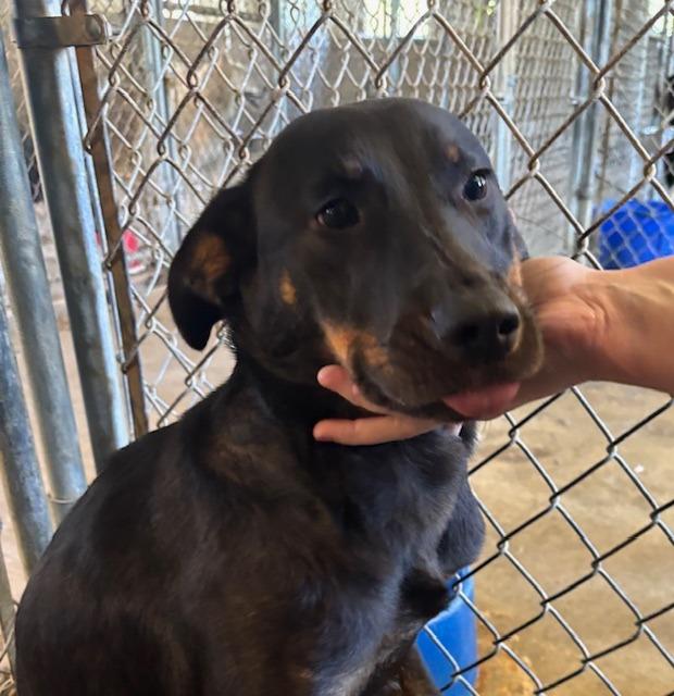 Enlarge Virginia, a Adoptable mixed breed in Princeton, IN image 2/2