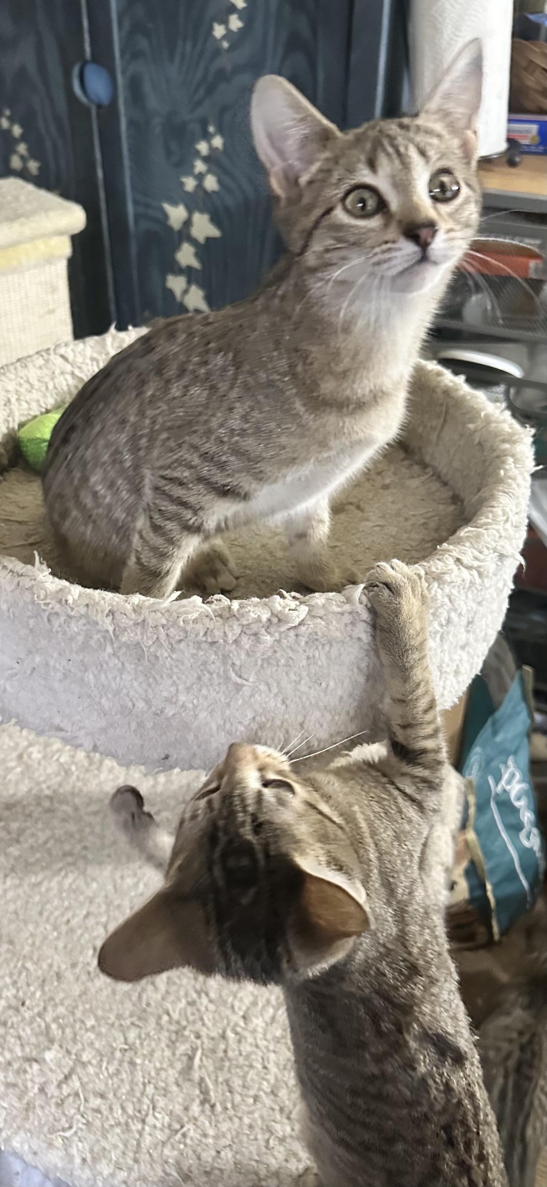 Enlarge Manhattan Tabbies, an adoptable Domestic Short Hair in Valhalla, NY image 2/3