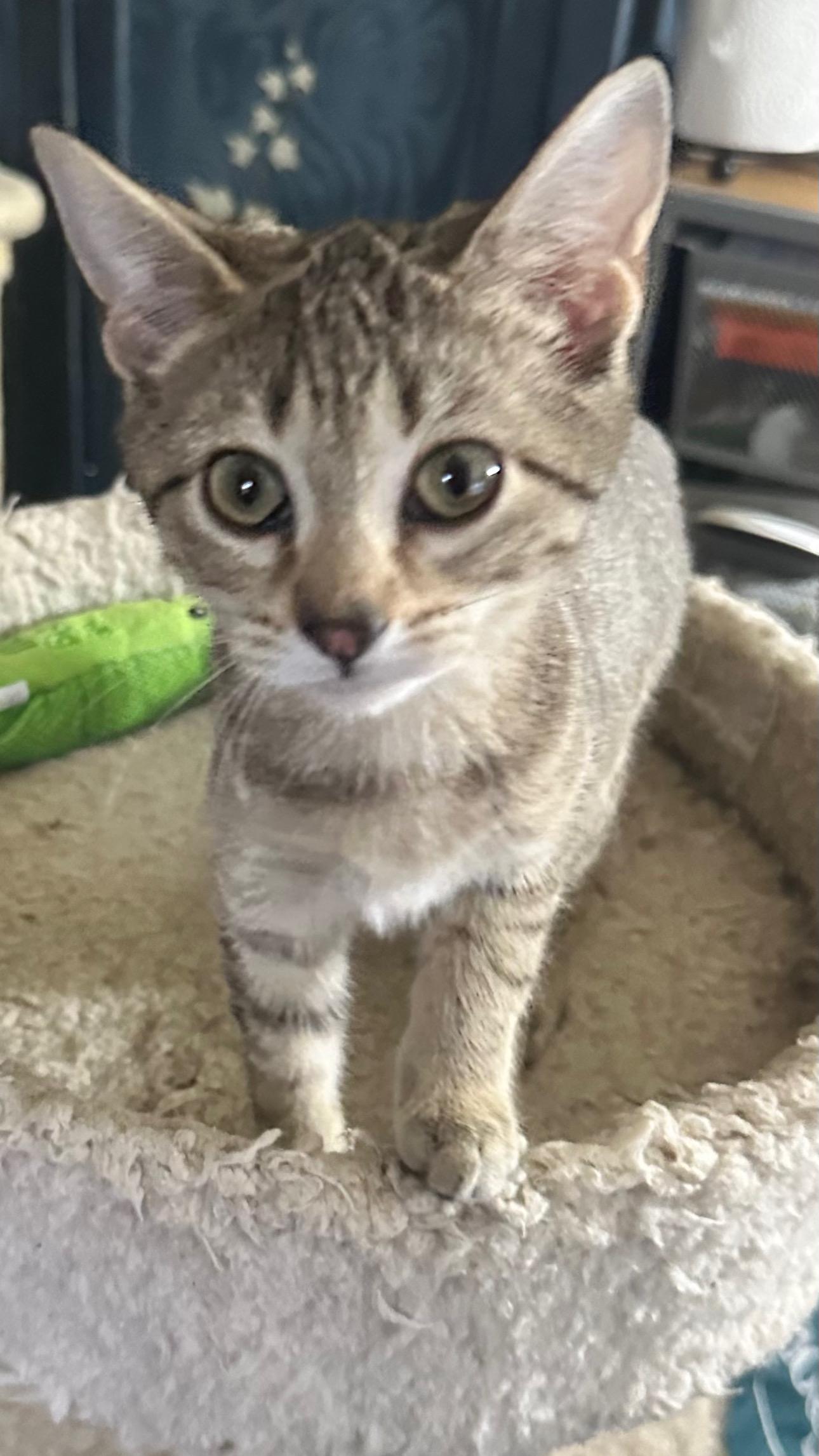 Enlarge Manhattan Tabbies, an adoptable Domestic Short Hair in Valhalla, NY image 3/3