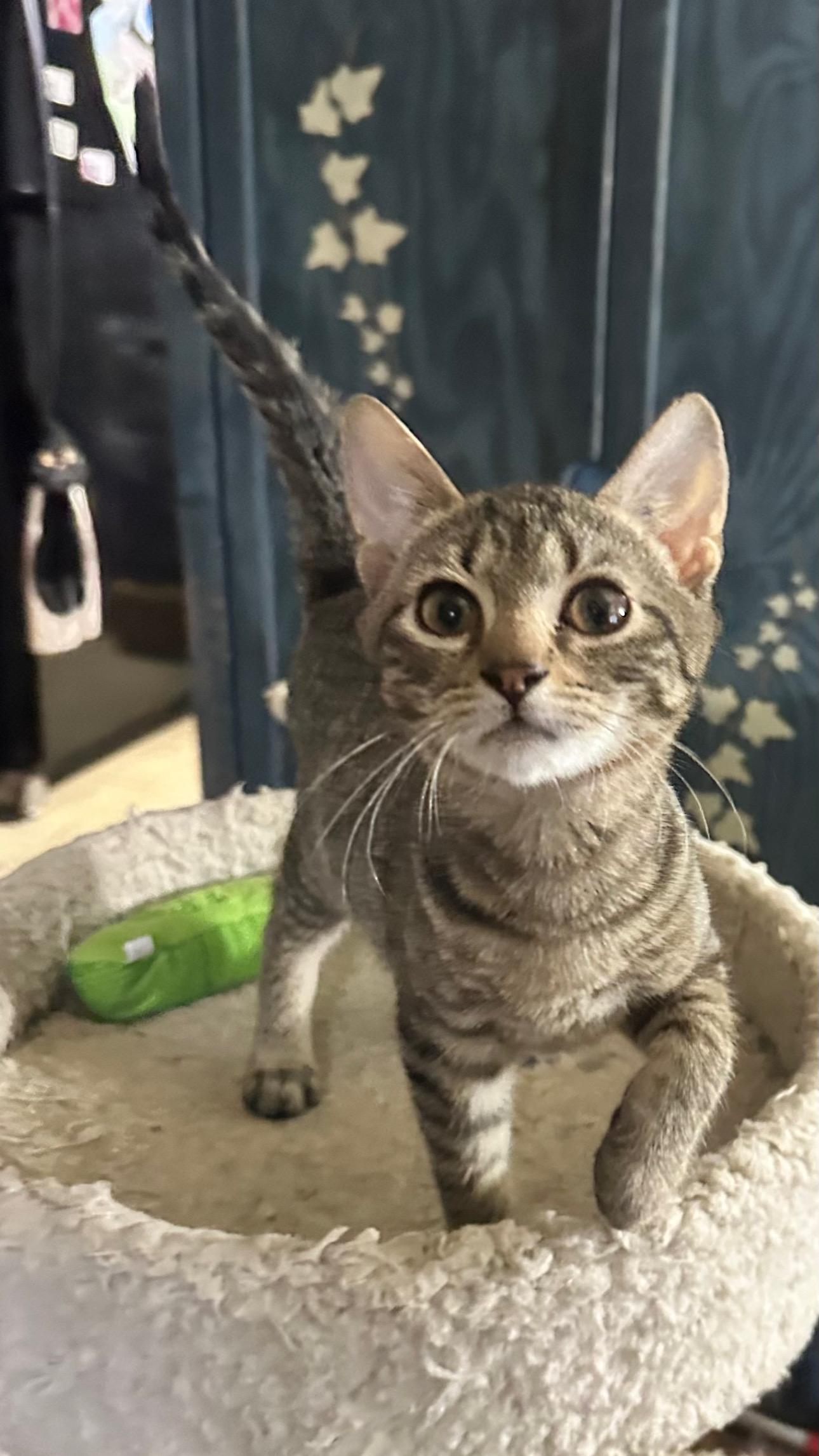 Manhattan Tabbies, adoptable, Kitten Female Domestic Short Hair.