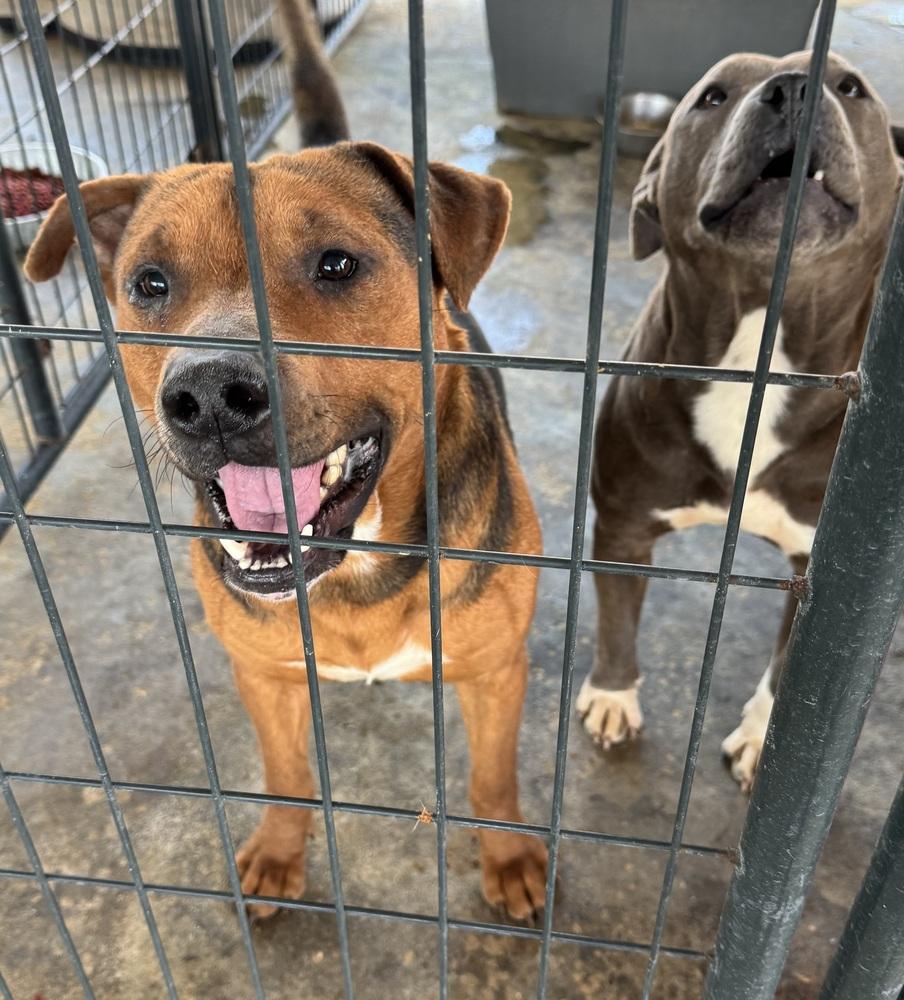 King, a Adoptable Shepherd in Troy, AL image 1/2