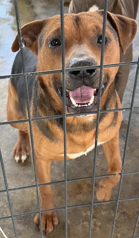 King, a Adoptable Shepherd in Troy, AL image 2/2