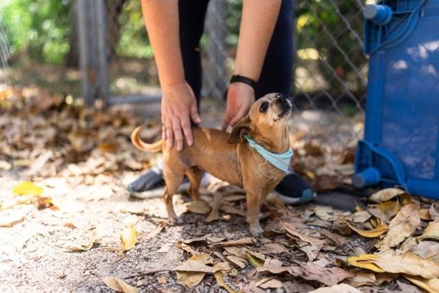 Josie 0770, a Adoptable Chihuahua in Boca Raton, FL image 4/5