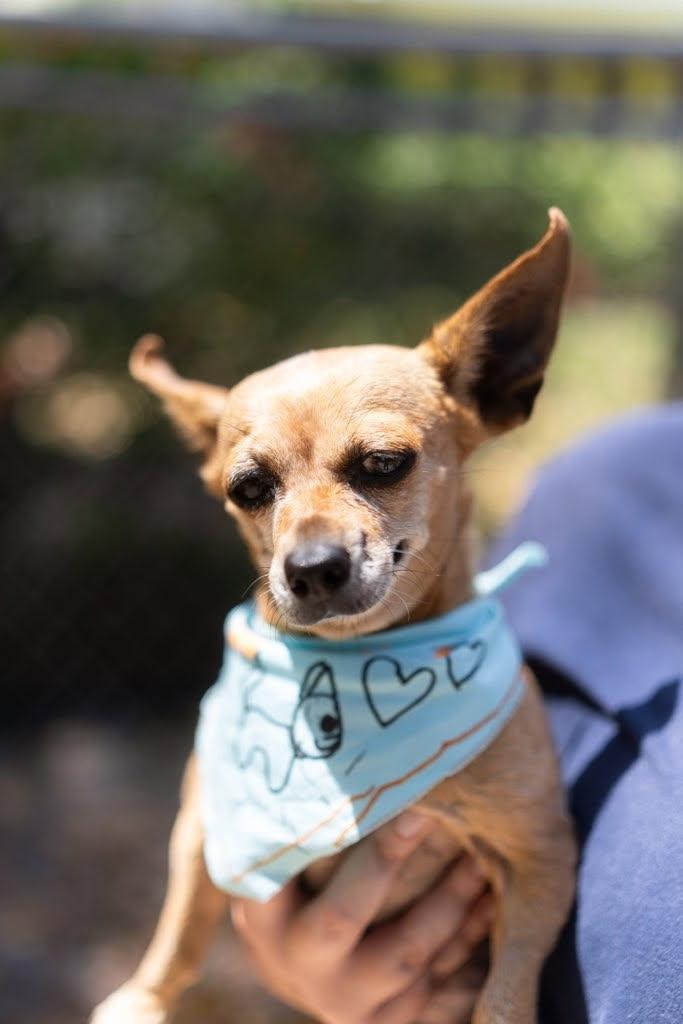 Josie 0770, a Adoptable Chihuahua in Boca Raton, FL image 5/5