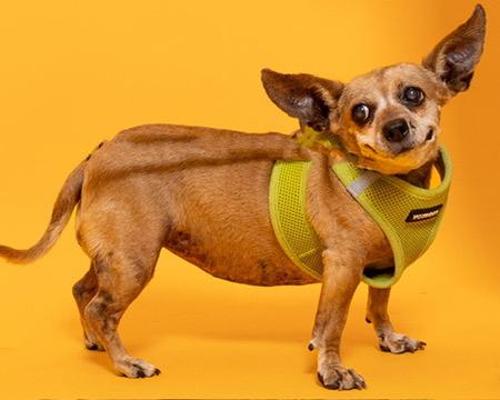 Josie 0770, a Adoptable Chihuahua in Boca Raton, FL image 3/5