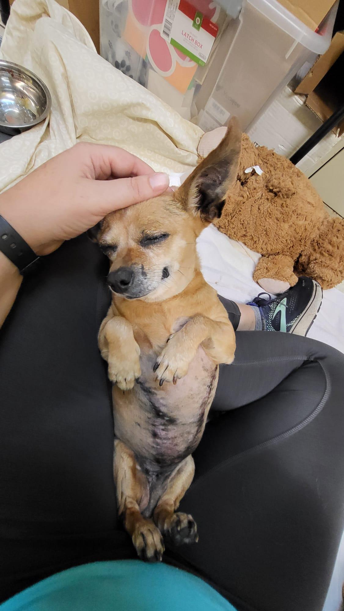 Josie 0770, a Adoptable Chihuahua in Boca Raton, FL image 2/5