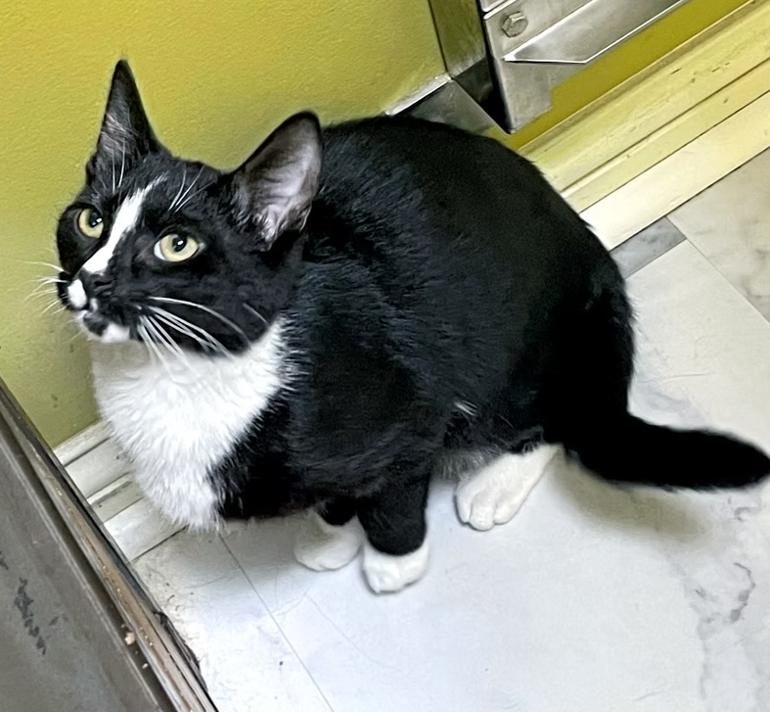 Dasher, a ADOPTABLE Domestic Short Hair in Columbia, KY image 4/4