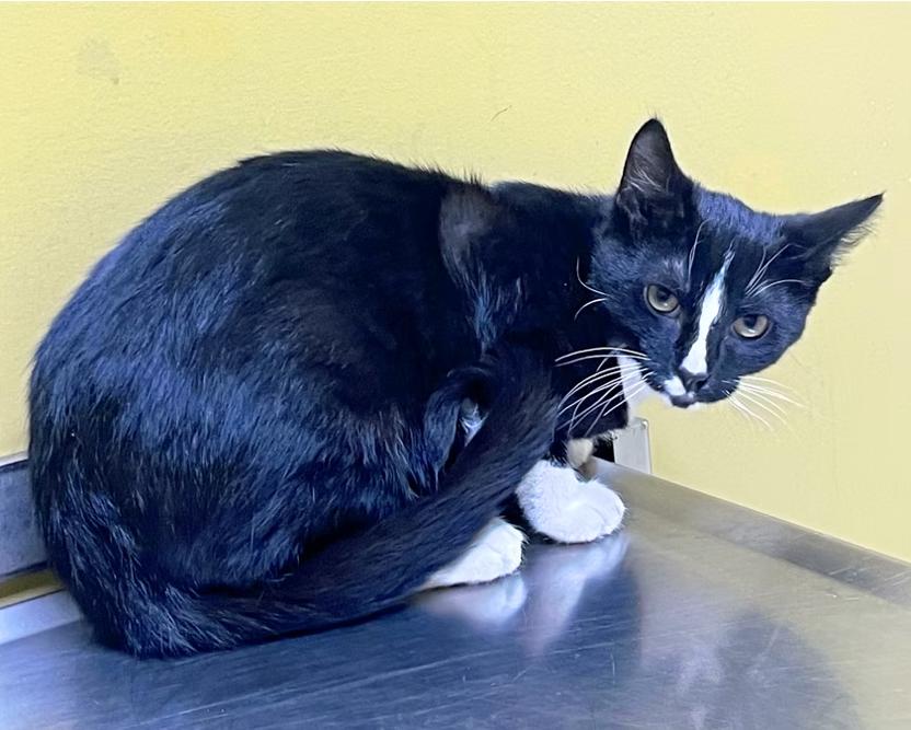Dasher, a ADOPTABLE Domestic Short Hair in Columbia, KY image 3/4