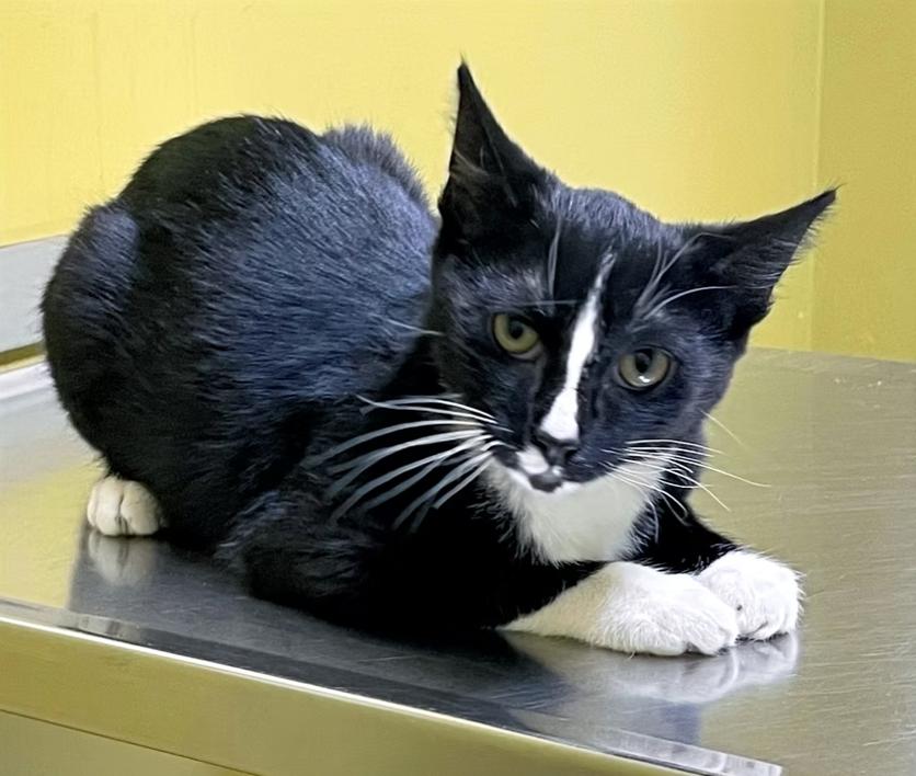 Dasher, a ADOPTABLE Domestic Short Hair in Columbia, KY image 2/4