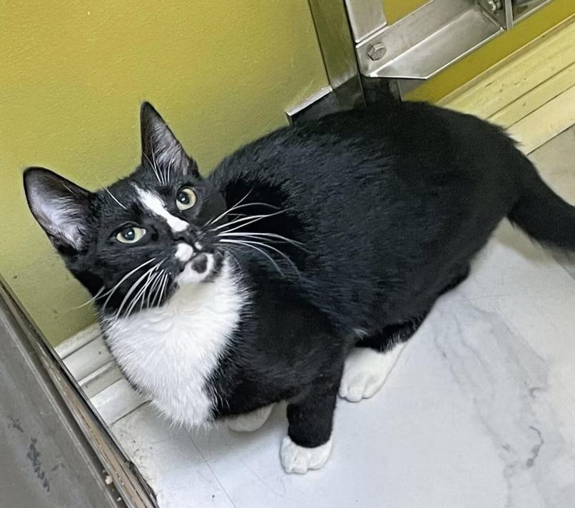 Dasher, ADOPTABLE, Adult Male Domestic Short Hair.