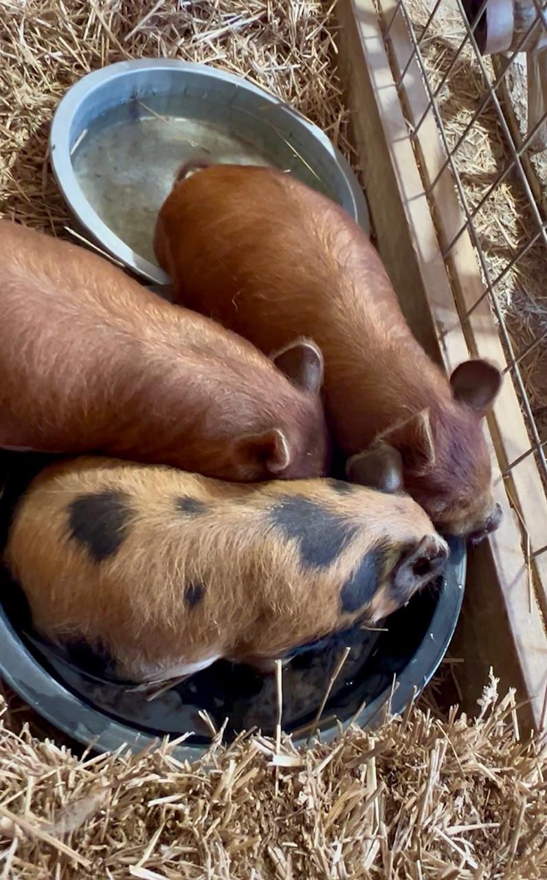Enlarge Pothos & Athos, a Adoptable Pig in Nashville, TN image 5/6