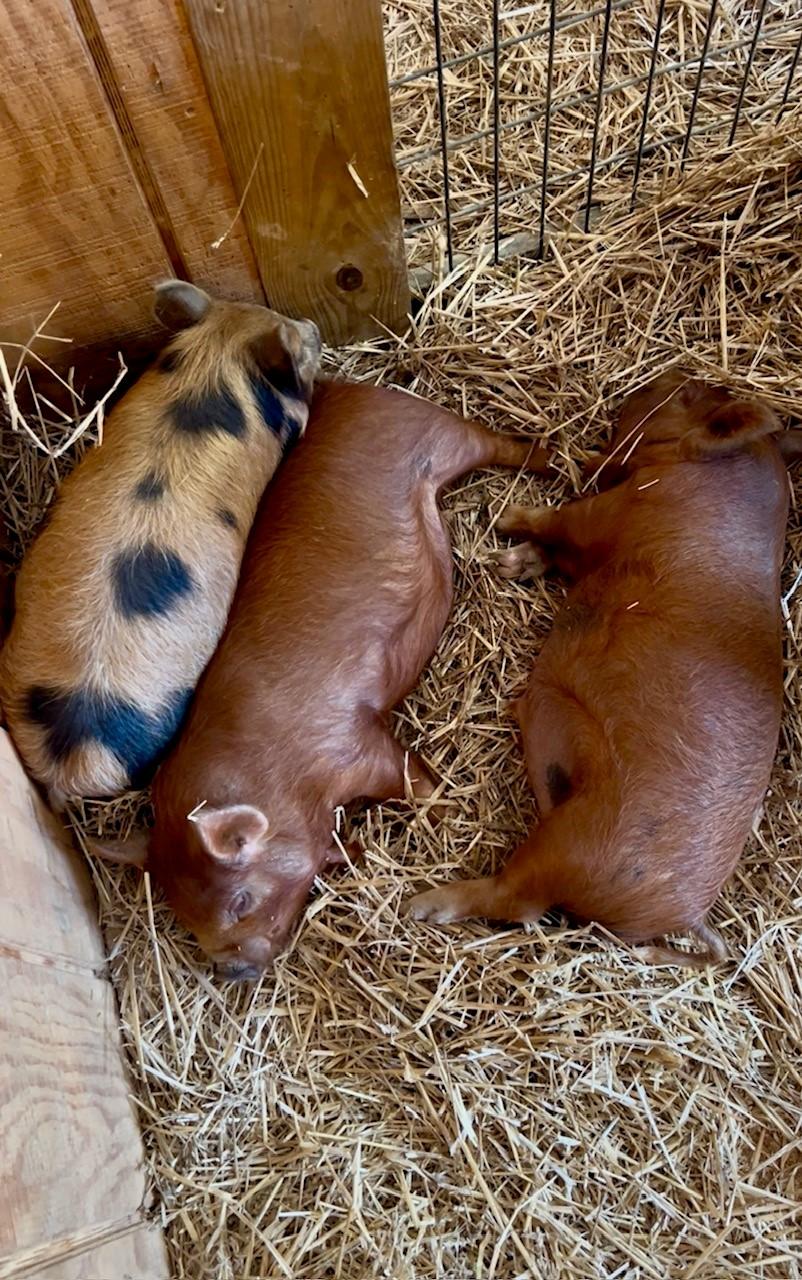 Enlarge Pothos & Athos, a Adoptable Pig in Nashville, TN image 3/6